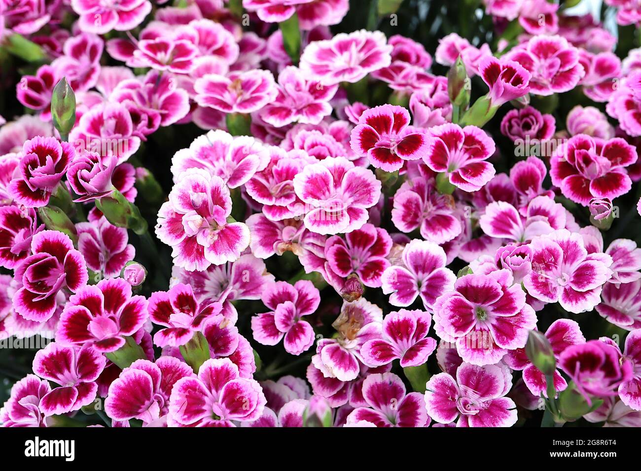 Dianthus ‘Pink Kisses’ Carnation / Garden Pinks Pink Kisses – blassrosa gefranste Doppelblüten mit karmesinroten Markierungen, Mai, England, UK Stockfoto