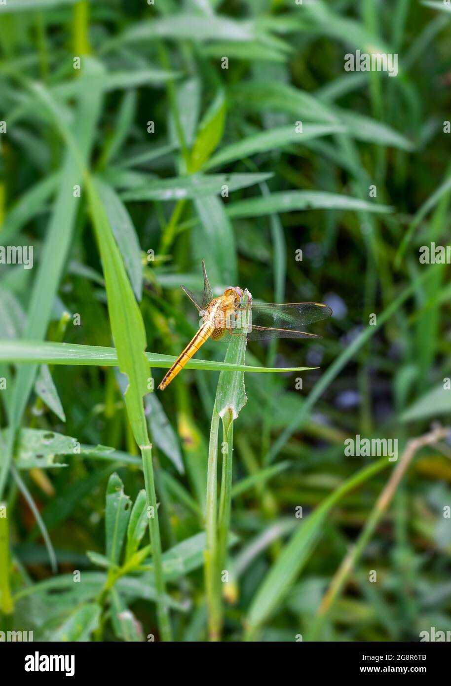 Große orangefarbene Libelle mit transparenten Flügeln, die auf dem Dschungel ruhen Stockfoto