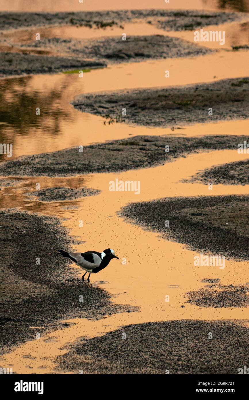 In einem gewundenen Bach steht ein Schmied, Vanellus armatus Stockfoto