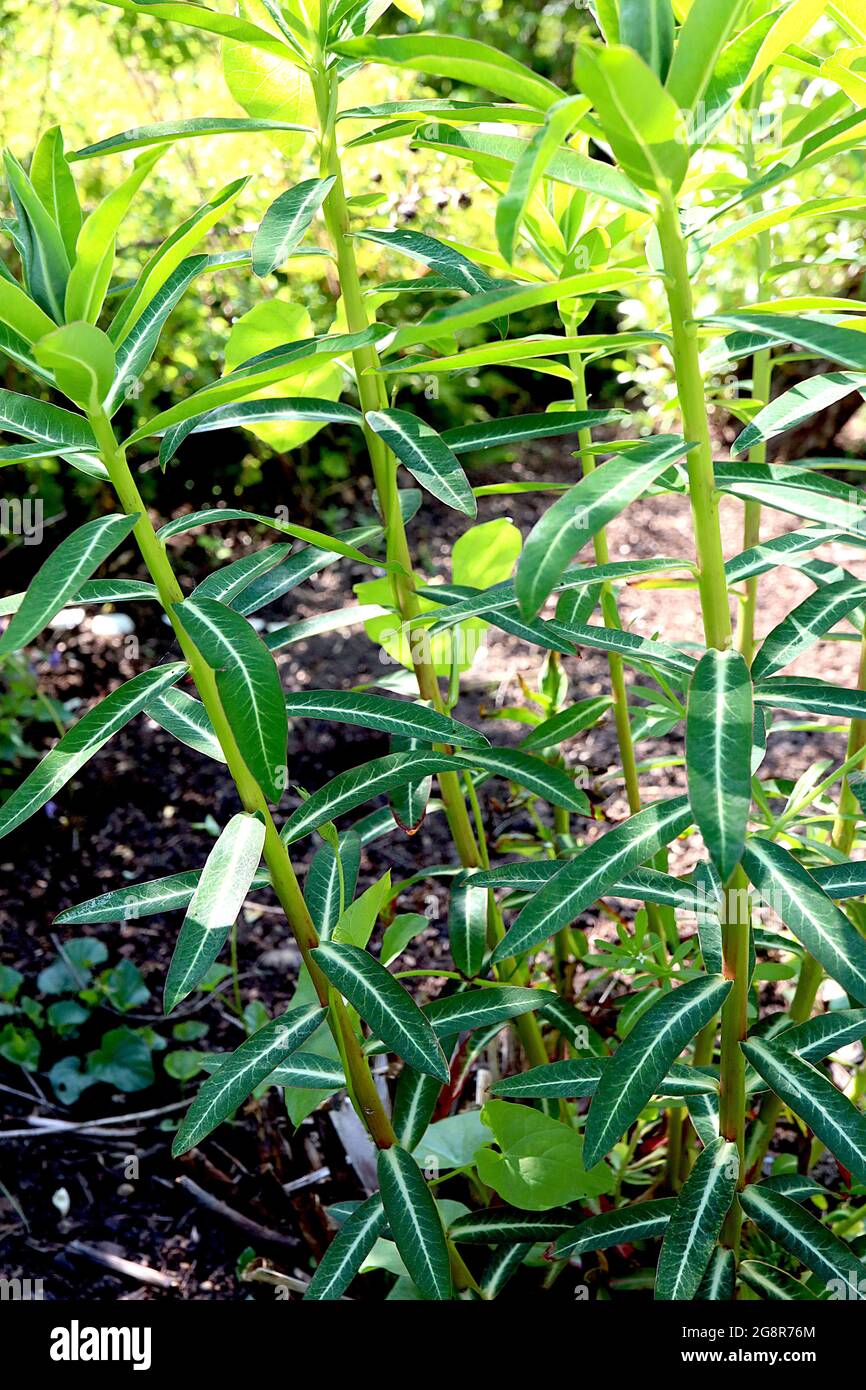 Peuhorbia cornigea Horned Spurge – weit auseinander liegende, dunkelgrüne, schmale längliche Blätter mit weißem Rückgrat und roten Rändern, Mai, England, Großbritannien Stockfoto