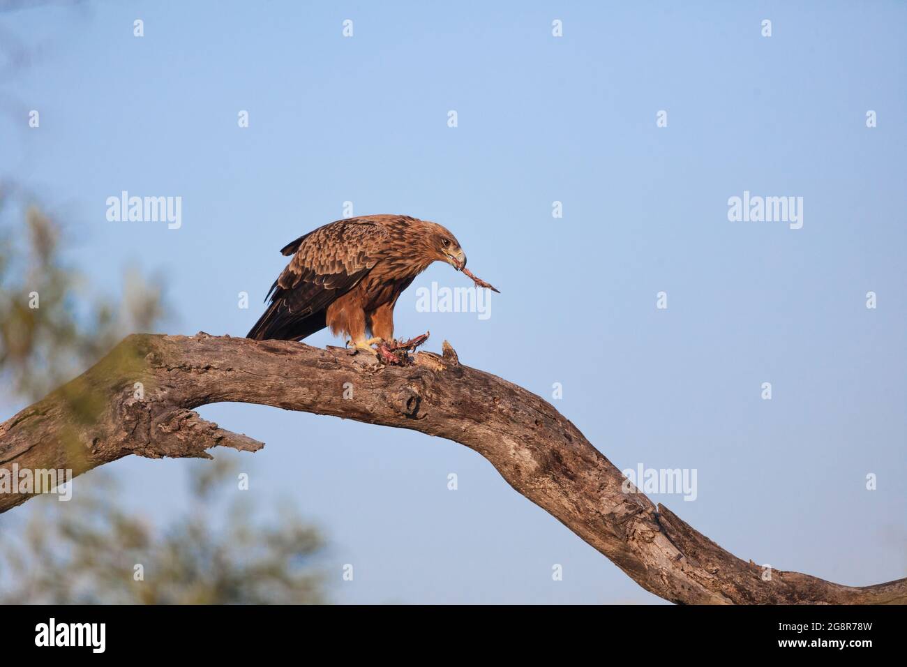 Der tawnige Adler, der Rapax von Aquila, reißt seine Beute auseinander Stockfoto