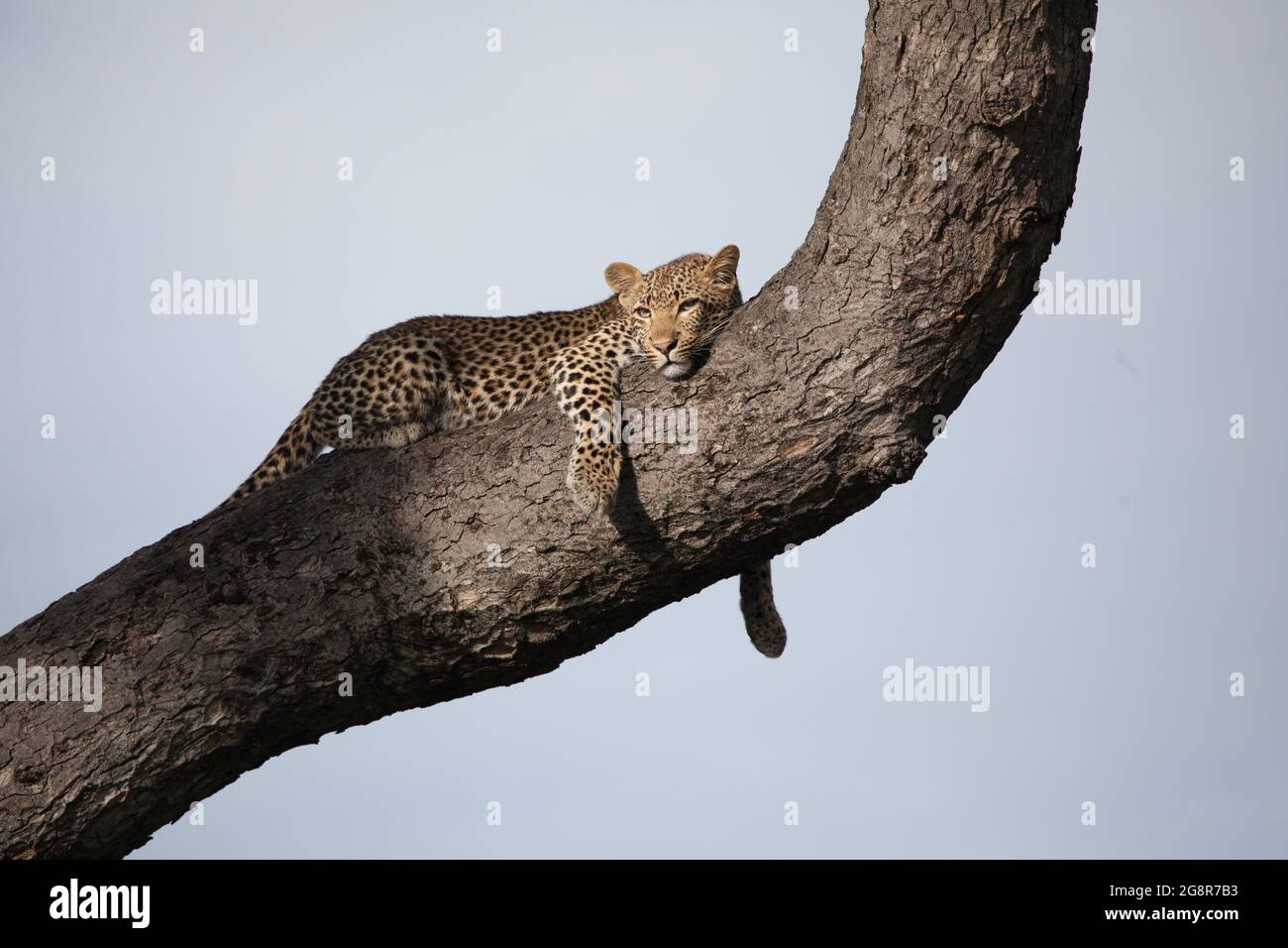 Ein Leopard, Panthera pardus, liegt auf einem Baumstamm, blauer Himmel Hintergrund Stockfoto