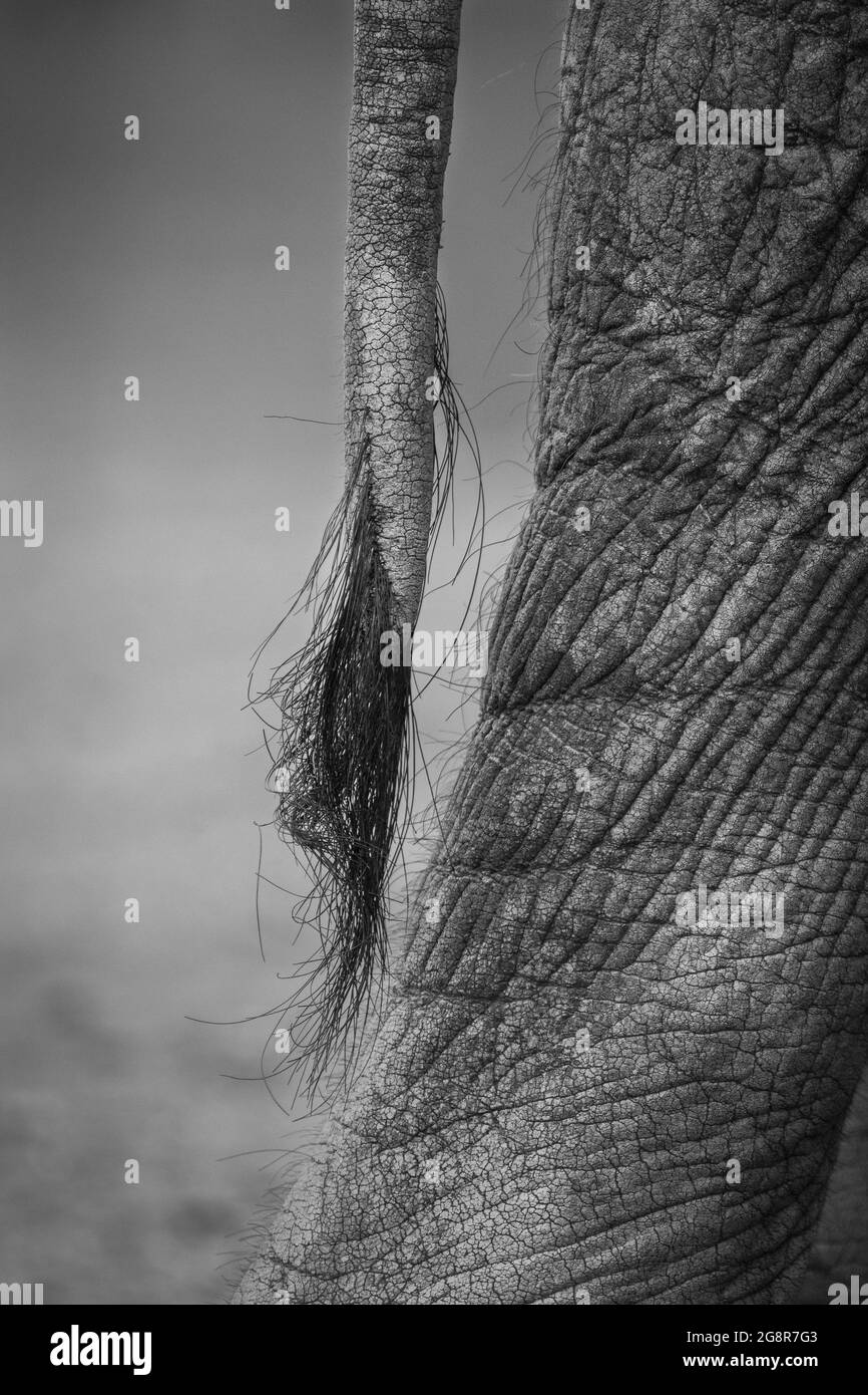 Der Schwanz eines Elefanten, Loxodonta africana, in schwarz und weiß Stockfoto