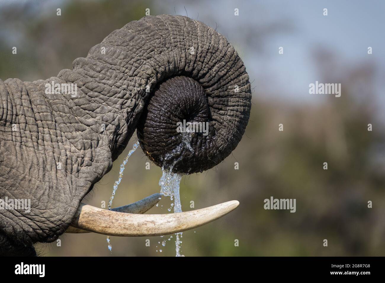 Ein Elefantenrüssel, Loxodonta africana, zusammengerollt mit abtropfendem Wasser Stockfoto