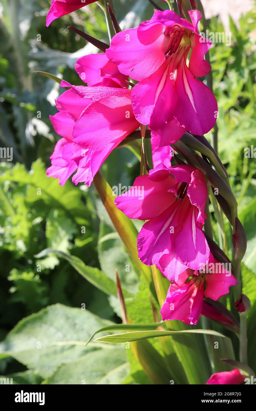 Gladiolus communis subsp byzantinus byzantinischer Gladiolus – trichterförmige magentafarbene Blüten mit zwei weißen Streifen, Mai, England, Großbritannien Stockfoto