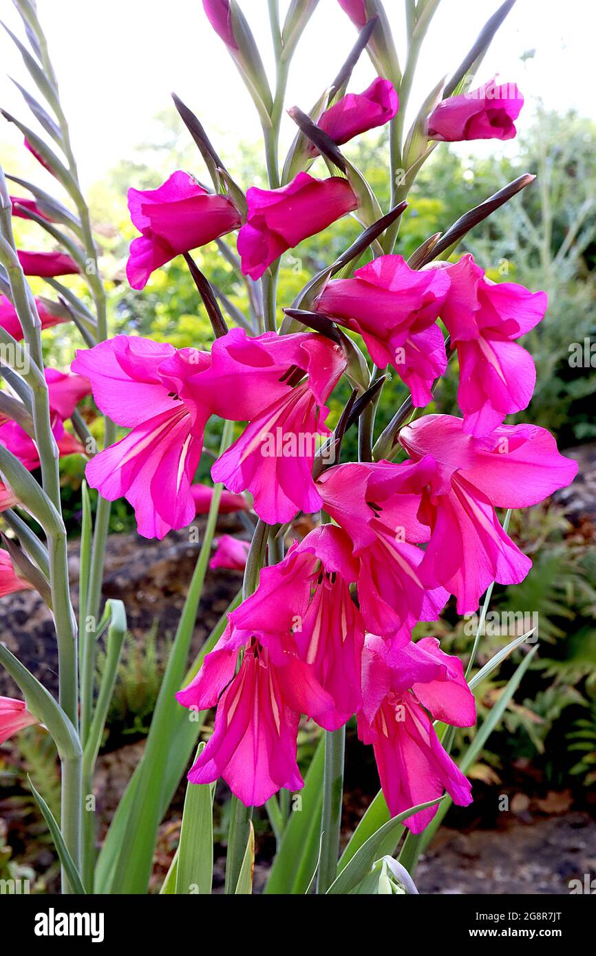 Gladiolus communis subsp byzantinus byzantinischer Gladiolus – trichterförmige magentafarbene Blüten mit zwei weißen Streifen, Mai, England, Großbritannien Stockfoto