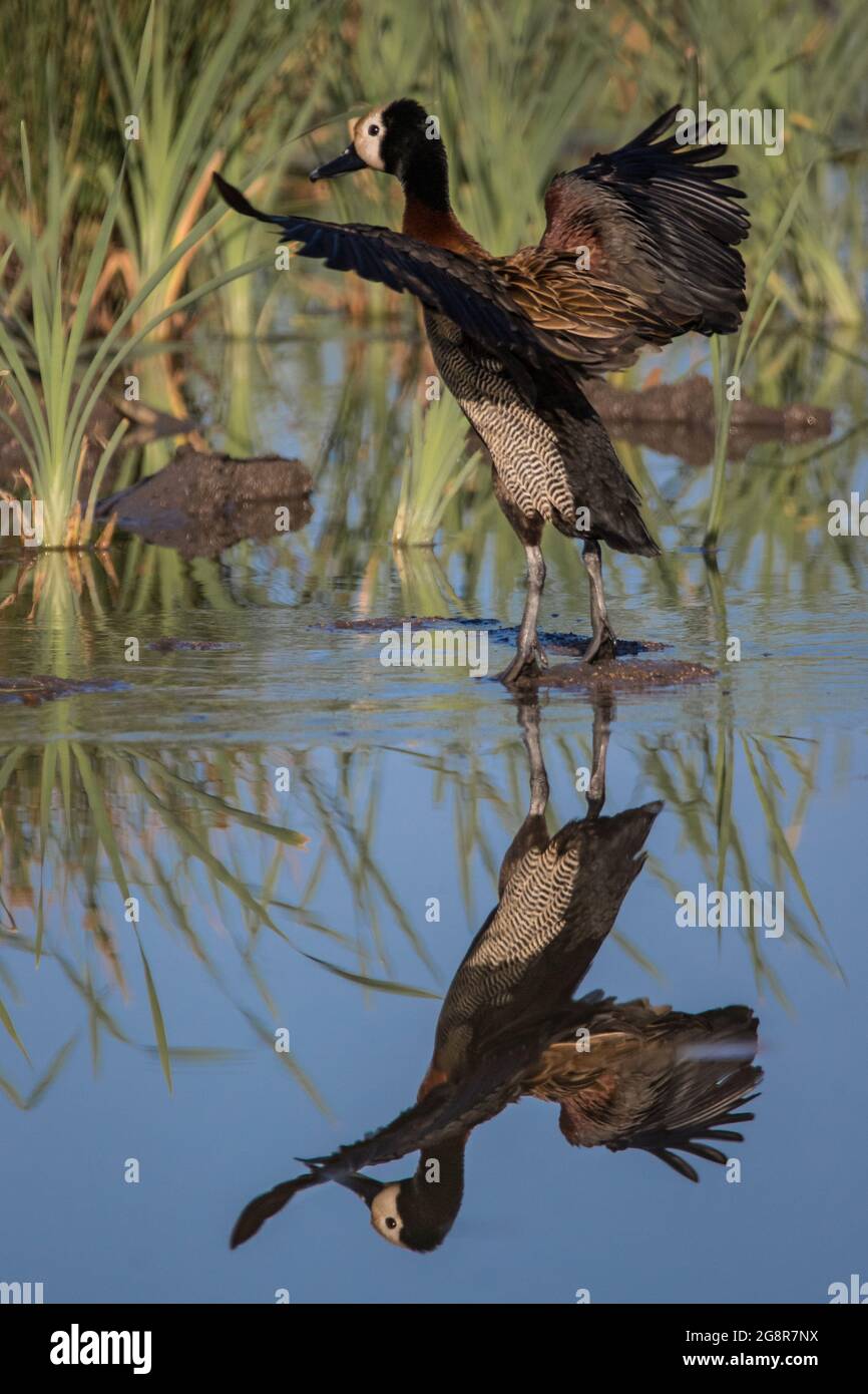 Eine weißgesichtige pfeifende Ente, Dendrocygna viduata, hebt die Flucht aus dem Wasser, die Spiegelung im Wasser ab Stockfoto