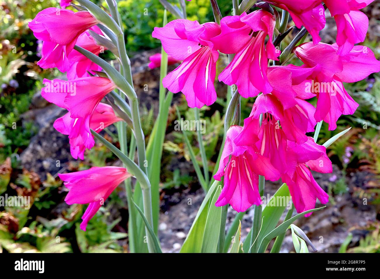 Gladiolus communis subsp byzantinus byzantinischer Gladiolus – trichterförmige magentafarbene Blüten mit zwei weißen Streifen, Mai, England, Großbritannien Stockfoto