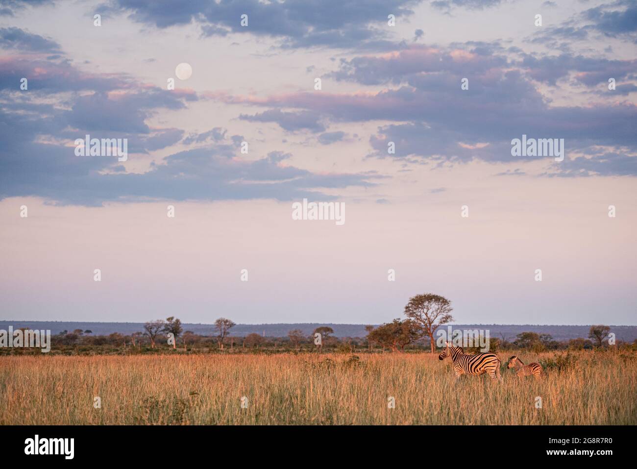 Ein Zebra und ein Fohlen, Equus quagga, stehen bei Sonnenuntergang zusammen, Vollmond am Himmel Stockfoto