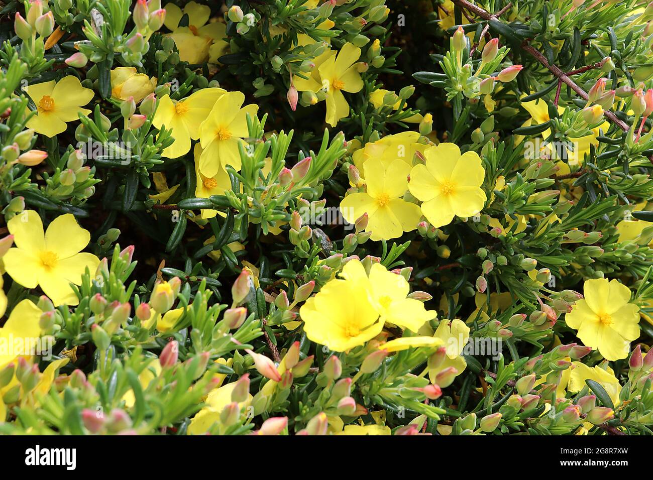 Halimium calycinum gelbe Felsenrose – gelbe untertasse Blüten und kleine fleischige Blätter, Mai, England, Großbritannien Stockfoto