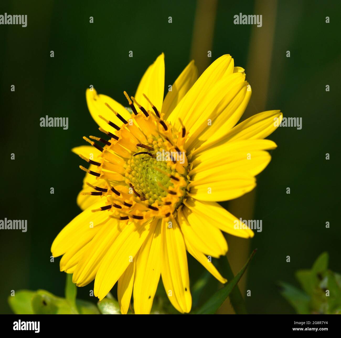 Nahaufnahme einer gelben Oxauge (falsche) Sonnenblume (Heliopsis) in einer Iowa-Prärie Stockfoto