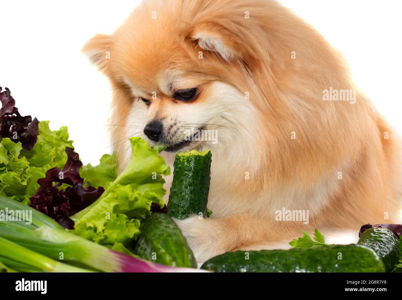 Der Hund isst Gemüse. Pommern. Gesundes Futter für Hunde und Haustiere Stockfoto
