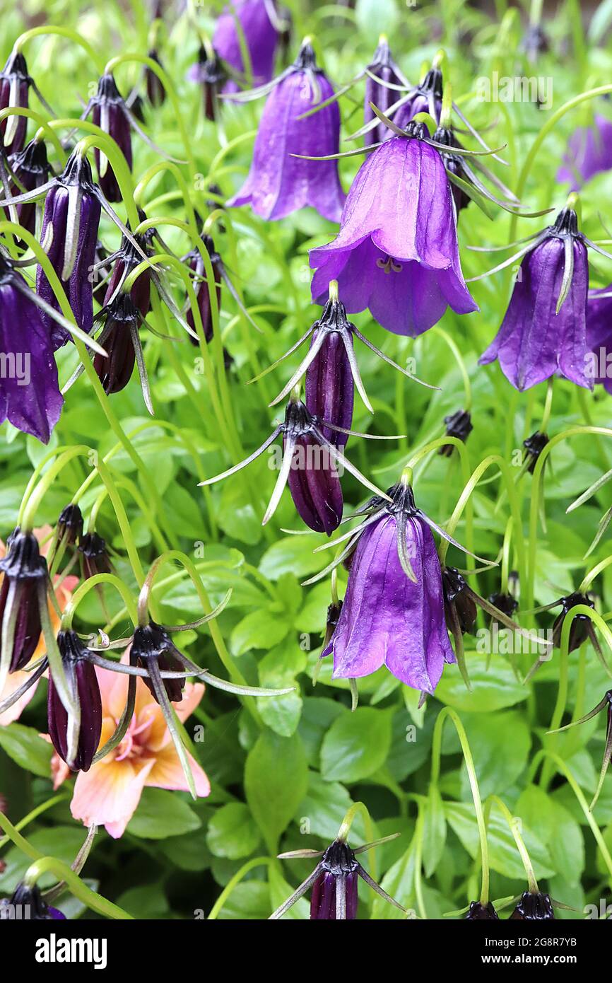Hanabusaya asiatica Diamond Bluebell – röhrenförmige, glockenförmige, violette Blüten mit schwarzen grünen, wispy Sepalen, Mai, England, Großbritannien Stockfoto