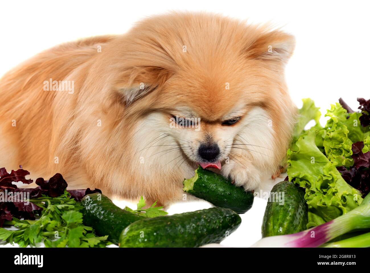 Der Hund isst Gemüse. Pommern. Gesundes Futter für Hunde und Haustiere. Stockfoto