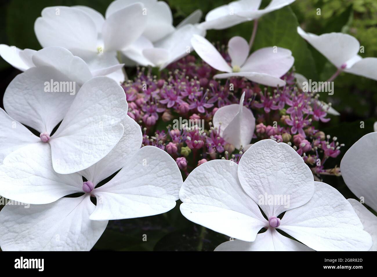 Hortensia macrophylla ‘Teller White’ Hortensia Teller White – Lacecap-Typ mit weißen Blüten und winzigen violetten Blütentrauben, Mai, England, Großbritannien Stockfoto