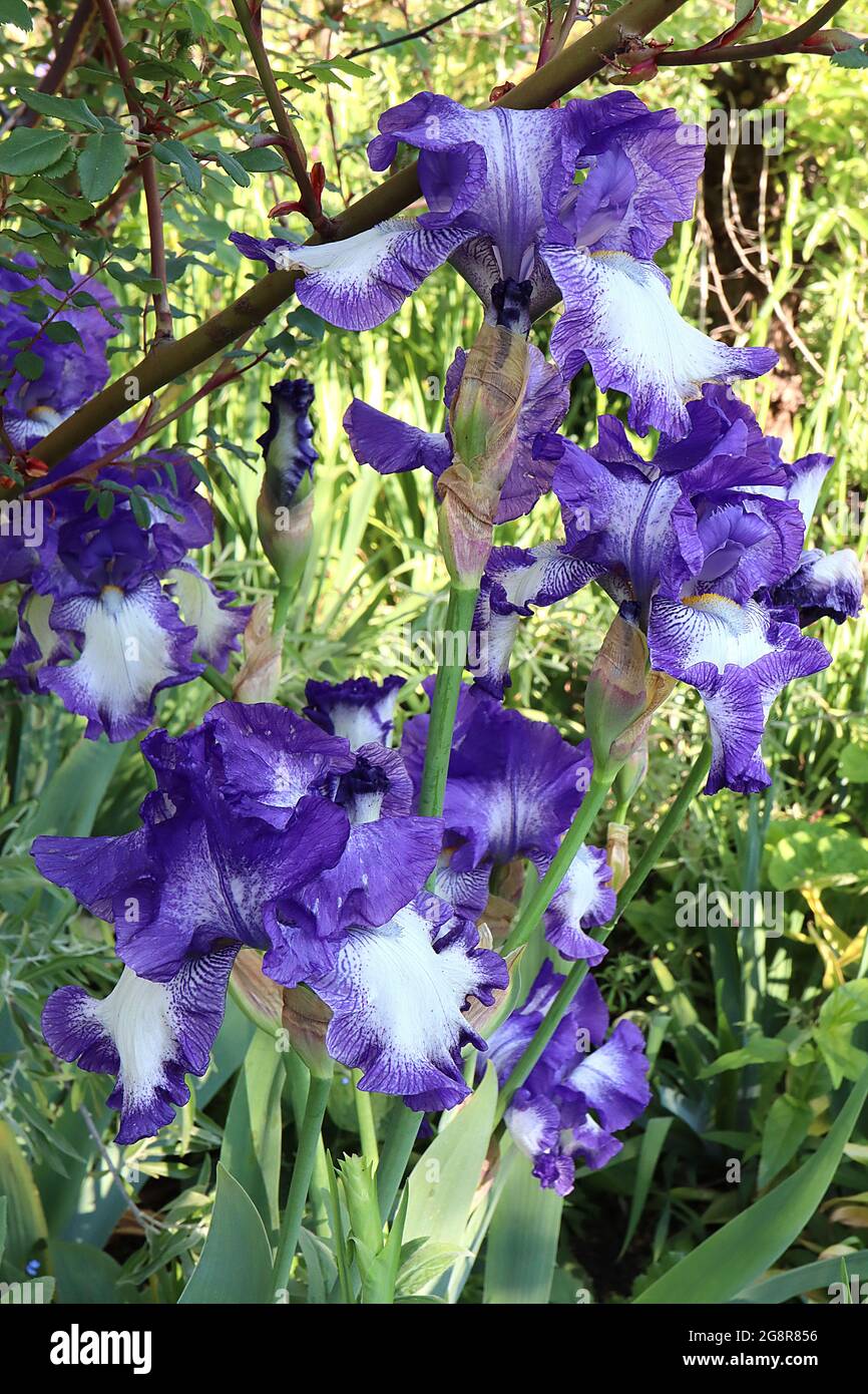 Iris ‘Art Deco’ (TB) große bärtige Iris Weiße Wasserfälle, breite violette Ränder, lila Standards, lila Bart, Mai, England, Großbritannien Stockfoto