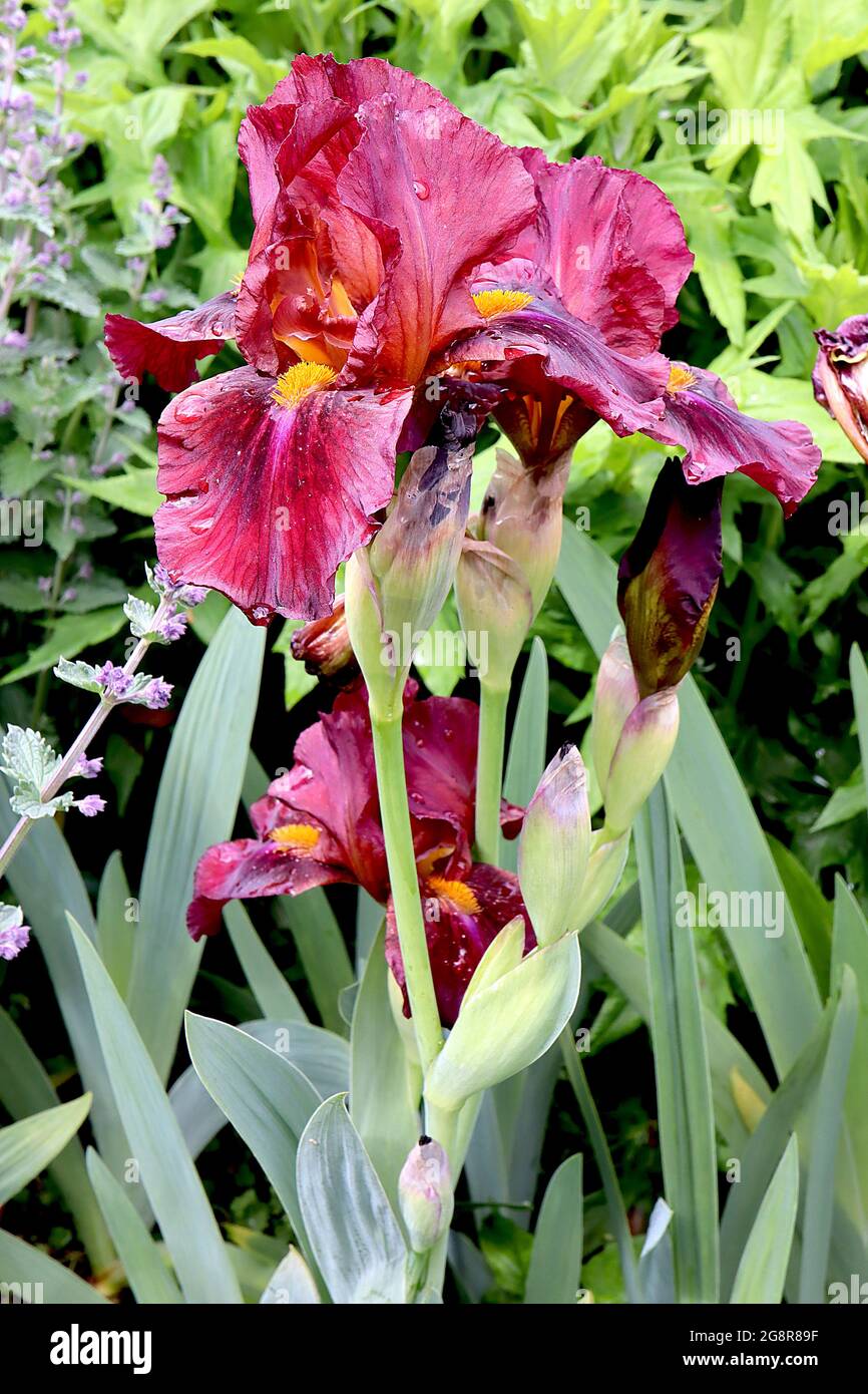 Iris germanica ‘Red Zinger’ (IB) Intermediate bärtige Iris Maroon Red fällt mit tiefrotem Fleck, rosa Signal, rot orange Standards, gelber Bart, Stockfoto