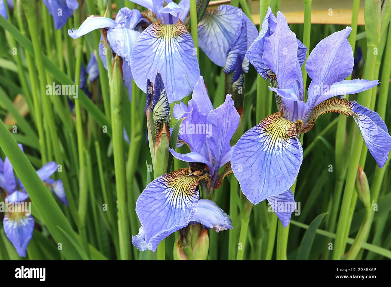 Iris sibirica ‘Perry’s Blue’ (Sib) Sibirische Iris Perry’s Blue – himmelblaue Wasserfälle, gelber und weißer Fleck mit komplizierten Netzen, himmelblaue Standards, Stockfoto
