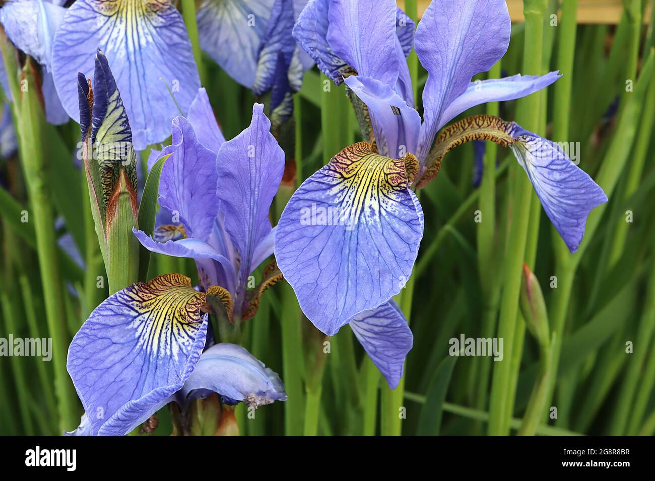 Iris sibirica ‘Perry’s Blue’ (Sib) Sibirische Iris Perry’s Blue – himmelblaue Wasserfälle, gelber und weißer Fleck mit komplizierten Netzen, himmelblaue Standards, Stockfoto