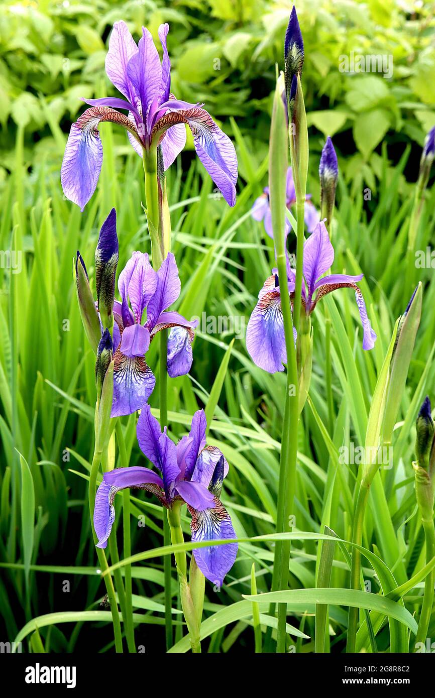 Iris sibirica ‘Tropic Night’ (Sib) Sibirische Iris Tropic Night - violett blaue Wasserfälle, gelb-weißer Fleck mit komplizierten Netzen, violette Standards, Stockfoto