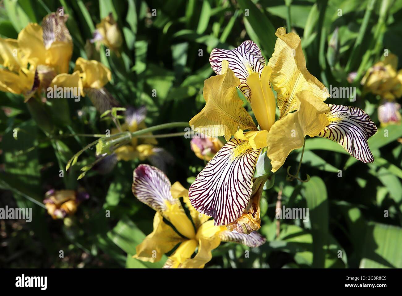 Iris variegata species Iris (SPEC) variegated Iris Flower - white falls, all over dark Brown Adern, beige yellow Standards, yellow Beard, May, UK Stockfoto