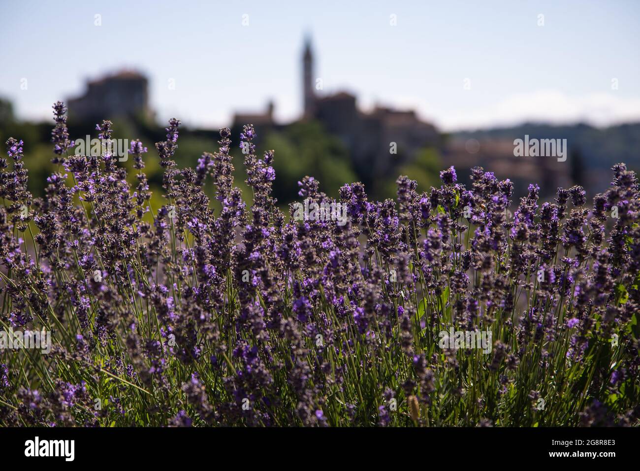 Das Dorf von Lavendelfeldern in voller Blüte umgeben. Stockfoto