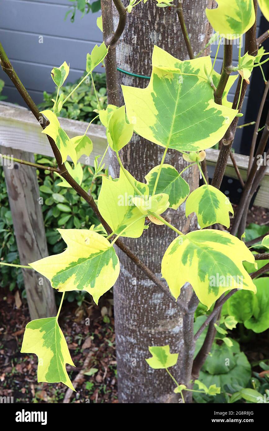 Liriodendron tulipifera ‘Aureomarginatum’ bunter Tulpenbaum – 2D-Tulpenförmige mittelgrüne Blätter mit breiten gelben Rändern, Mai, England, Großbritannien Stockfoto