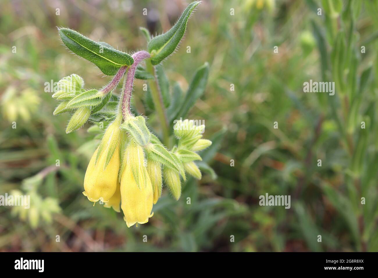 Onosma frutescens stielte Haufen langer hängender, glockenförmiger gelber Blüten mit langen, behaarten Kelchblättern, Mai, England, Großbritannien Stockfoto