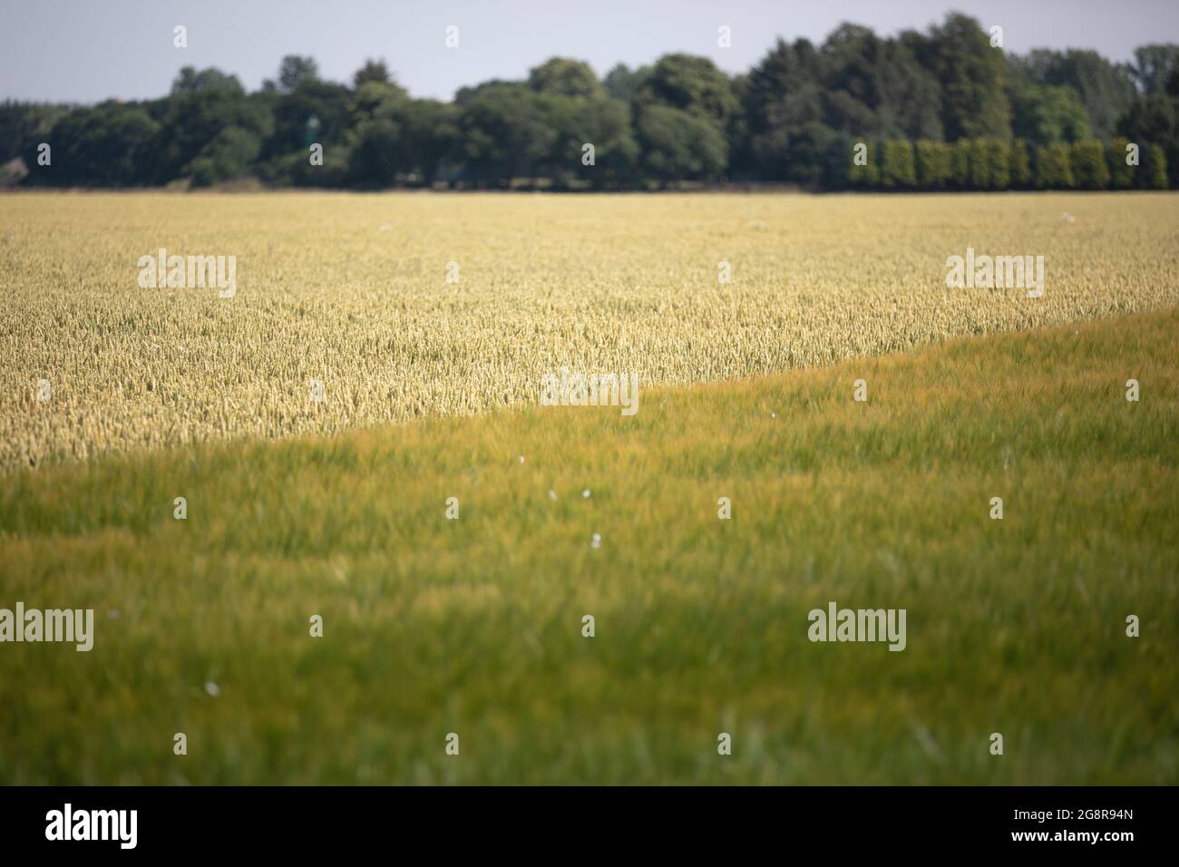 Felder in Renfrewshire, Schottland Stockfoto