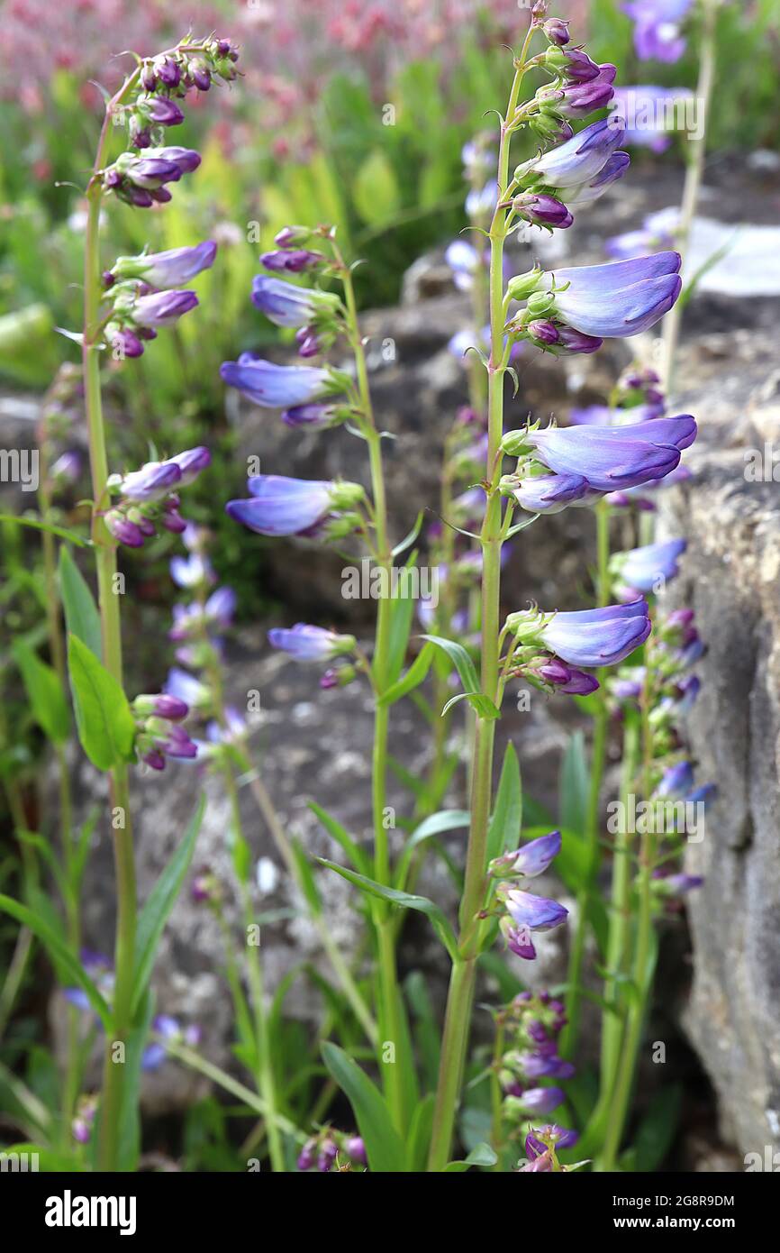 Penstemon glaber var. alpinus alpines Sägesepalpenstemon – blühende Blüten, weiße Basis, violett-blaue Blütenblätter und violette Blütenknospen, Mai, England, Großbritannien Stockfoto