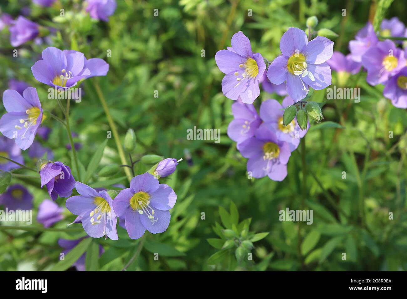 Polemonium reptans ‘Lambrook Mauve’ Jakobsleiter Lambrook Mauve – blassviolette Blüten mit gelbem Zentrum, Mai, England, Großbritannien Stockfoto