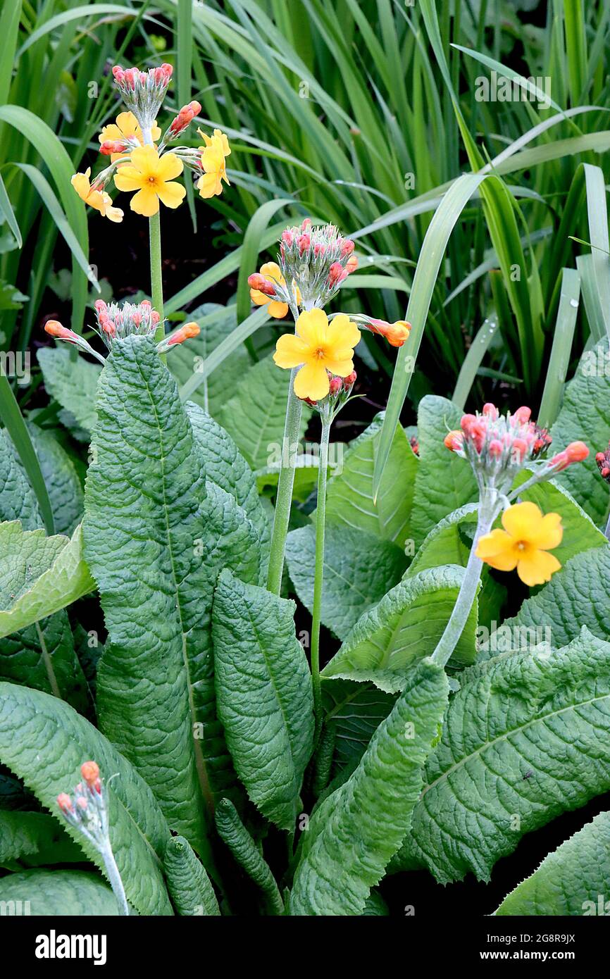 Primula bulleyana Bulley’s Primrose – Kerzenleuchter primula mit radialen Reihen salver-förmiger gelber Blüten, Mai, England, Großbritannien Stockfoto