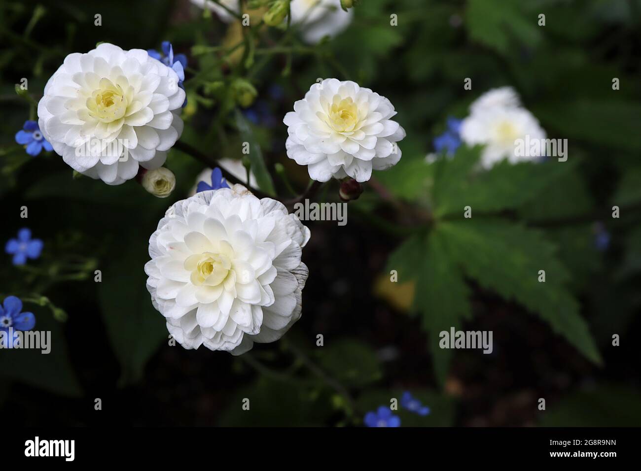 Ranunculus aconitifolius ‘Flore Pieno’ weiße batchelor-Knöpfe – kleine, rosenähnliche weiße Blüten, Mai, England, Großbritannien Stockfoto