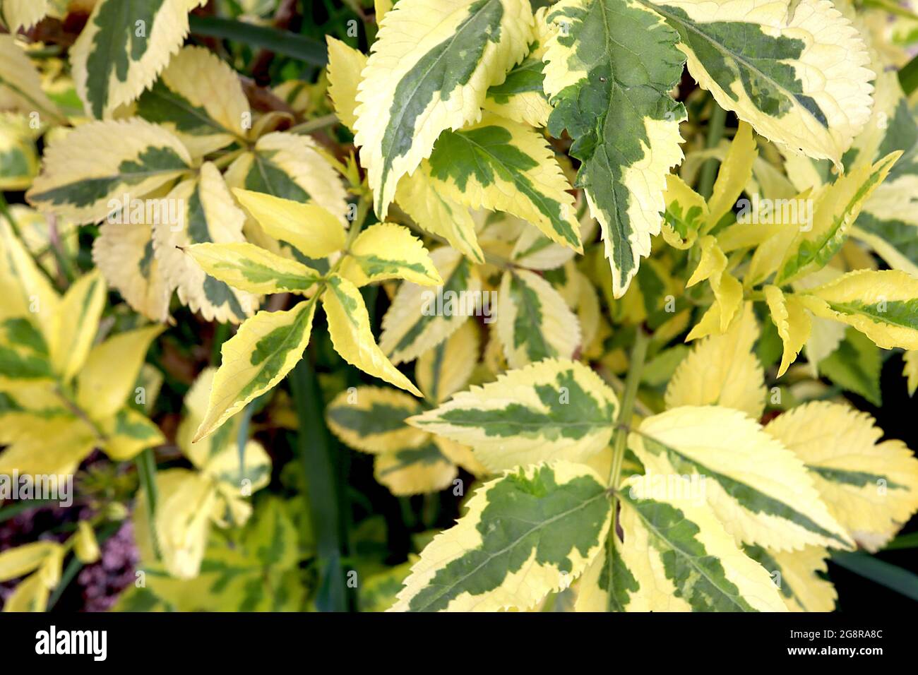 Sambucus nigra ‘Madonna’ bunte Holunderblüte - cremegelbe Blätter mit grünem Spritzer und gezackten Rändern, Mai, England, Großbritannien Stockfoto