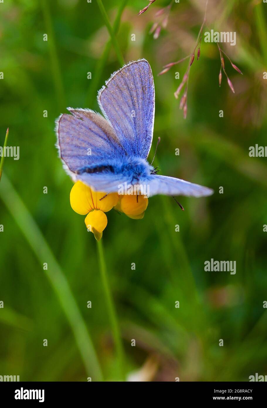 Blauer Schmetterling auf einem Vogelfuß-Trefoil Stockfoto