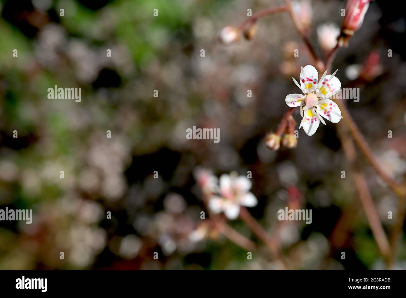 Saxifraga umbrosa True London Pride - weiße Blüten mit unregelmäßigen, purpurroten Markierungen und gelbem Fleck, Mai, England, UK Stockfoto