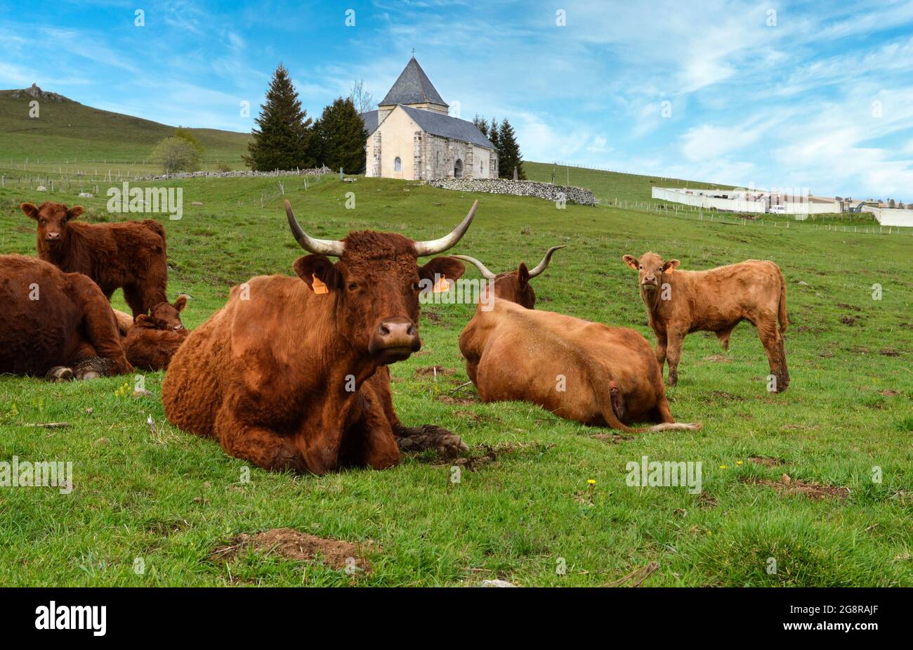 Herde Salers Kühe mit Kälbern auf einer Alm vor einer Kapelle. Stockfoto