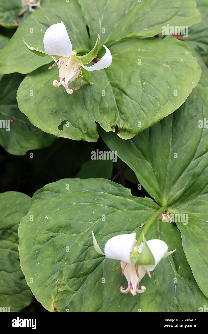 Trillium flexipes nickend Wakerobin – weiße, weit spitz zulaufende Blütenblätter, ausgestellte grüne Kelchblätter, große Eierstöcke, sehr breite eiförmige Blätter, Mai, England, Großbritannien Stockfoto