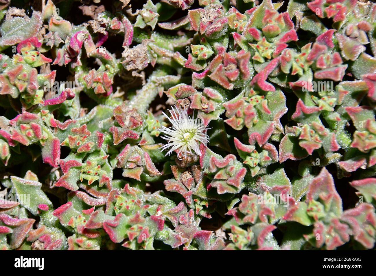 Gemeinsame Eispflanze, kristalline Eispflanze, Eiskraut, Eisblume,  Kristall-Mittagsblume, Mesembryanthemum crystallinum, jeges kristlyvirg,  Madeira Stockfotografie - Alamy