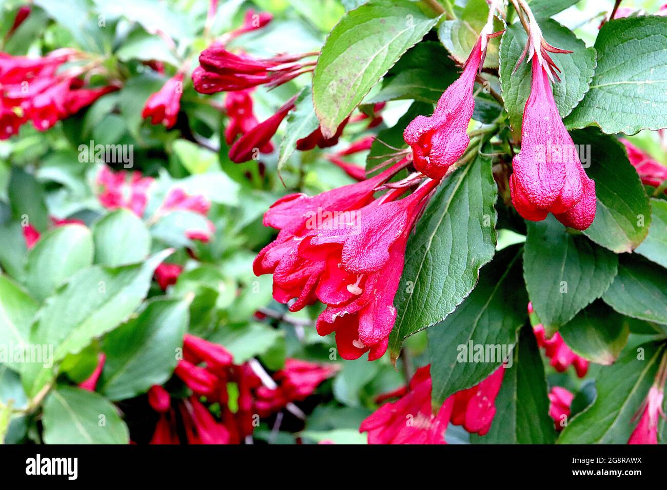 Weigela All Summer Red gestielte Cluster von purpurroten röhrenförmigen trichterförmigen Blüten, Mai, England, Großbritannien Stockfoto