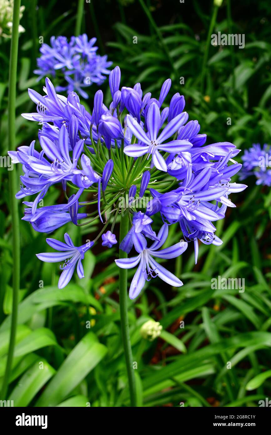 Afrikanische Lilie Agapanthus Stockfotos und bilder Kaufen Alamy