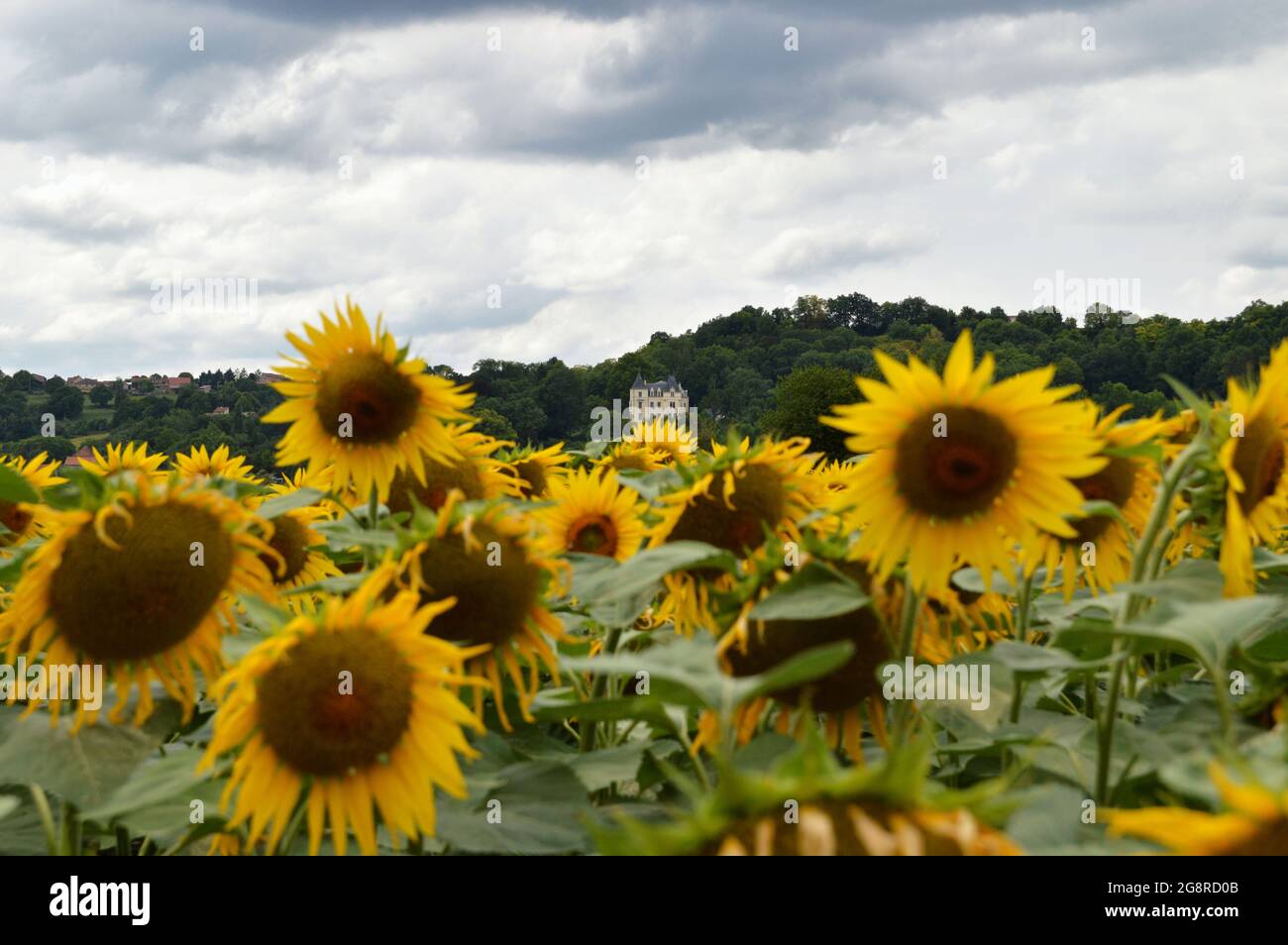 Sonnenblumenfeld mit einem Schloss im Hintergrund Stockfoto