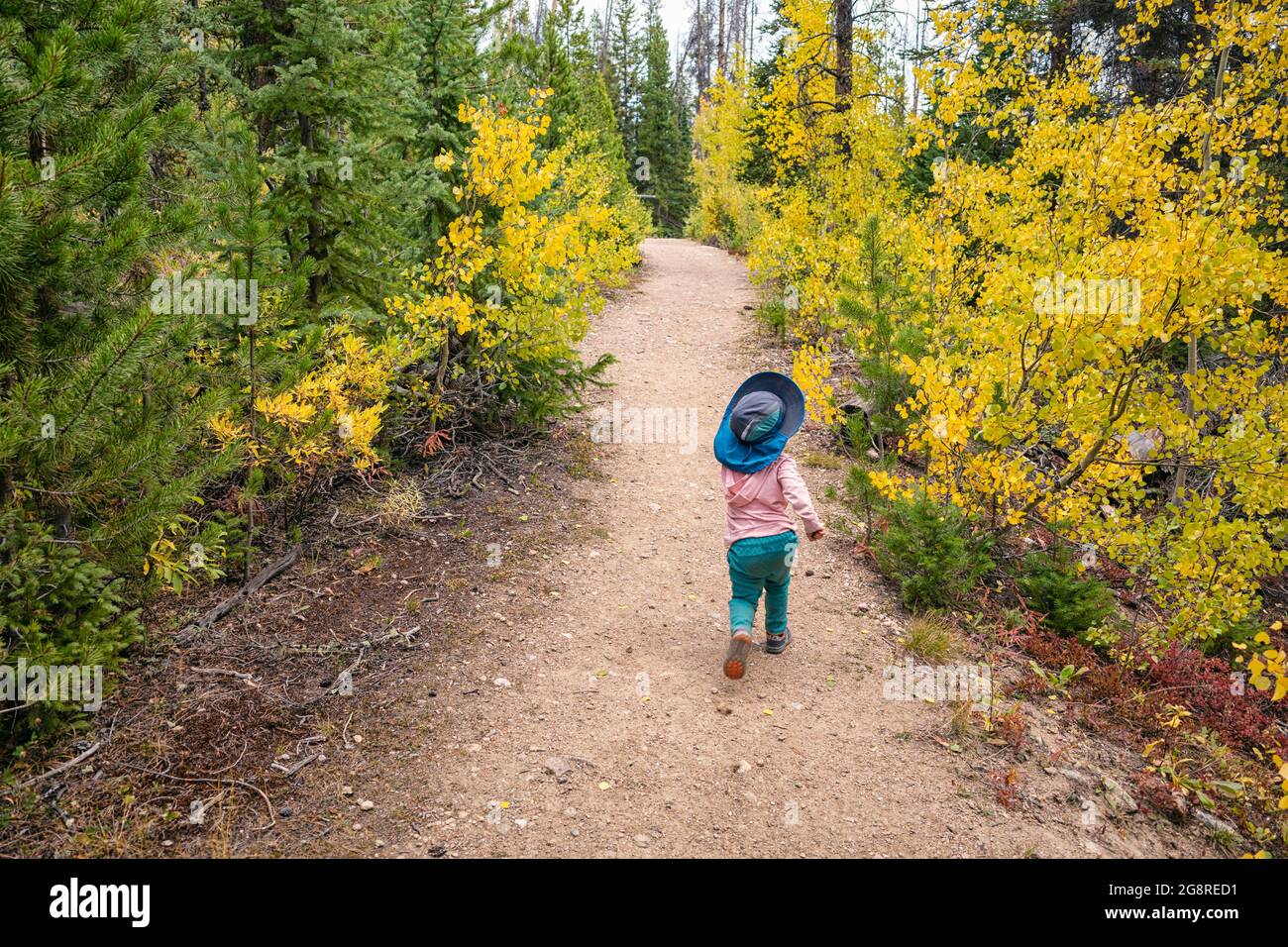 Mädchen, die im Herbst, Colorado, an jungen Aspen-Bäumen entlang wandern Stockfoto
