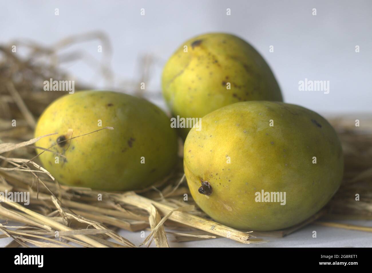Moovandan Mango, eine gewöhnliche Mango von Kerala. Eine tropische Frucht, die in vielen Regionen Indiens angebaut wird. In hindi wird sie auch Langra Mango genannt. Stockfoto