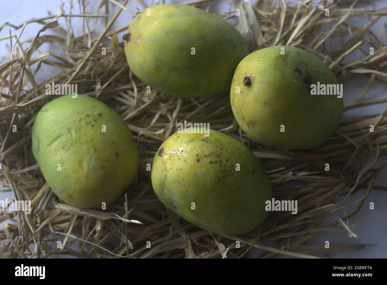 Moovandan Mango, eine gewöhnliche Mango von Kerala. Eine tropische Frucht, die in vielen Regionen Indiens angebaut wird. In hindi wird sie auch Langra Mango genannt. Stockfoto