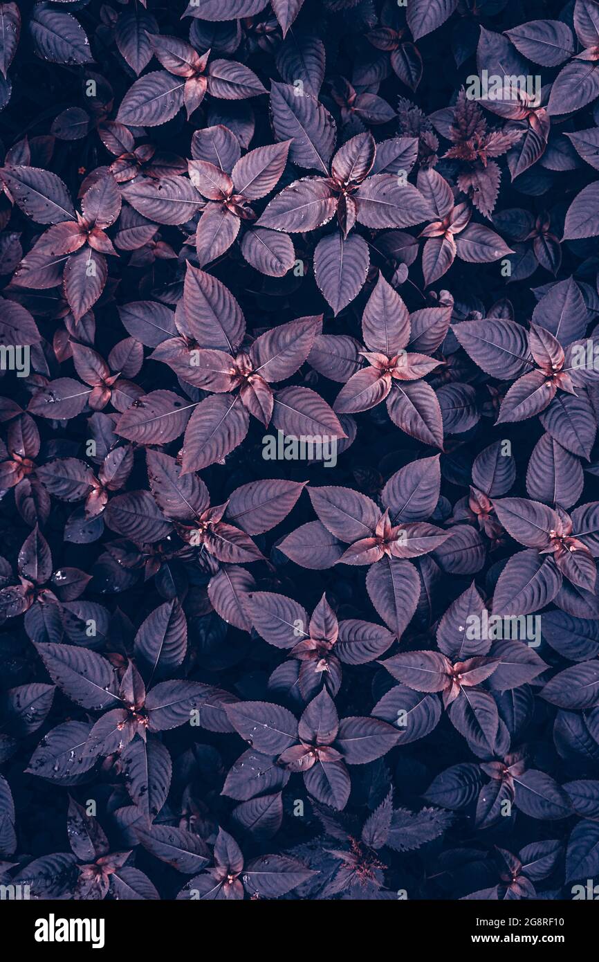 Rosa und violette Pflanzenblätter in der Natur im Frühling Stockfoto