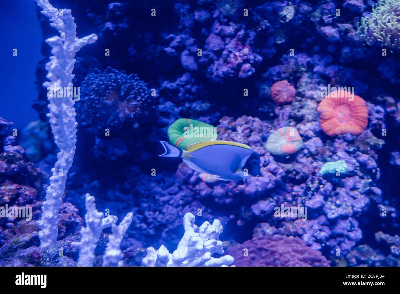 Seeanemonen, Korallen und Fische im Long Beach Aquarium Stockfoto