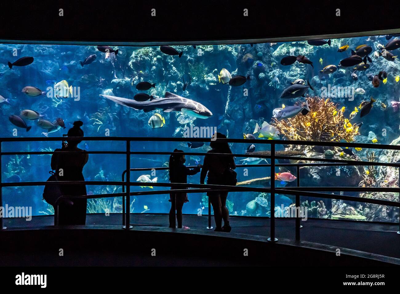 Im Long Beach Aquarium wurde vor einem großen Aquarium mit Fischen und Pflanzen geschilhoutet Stockfoto