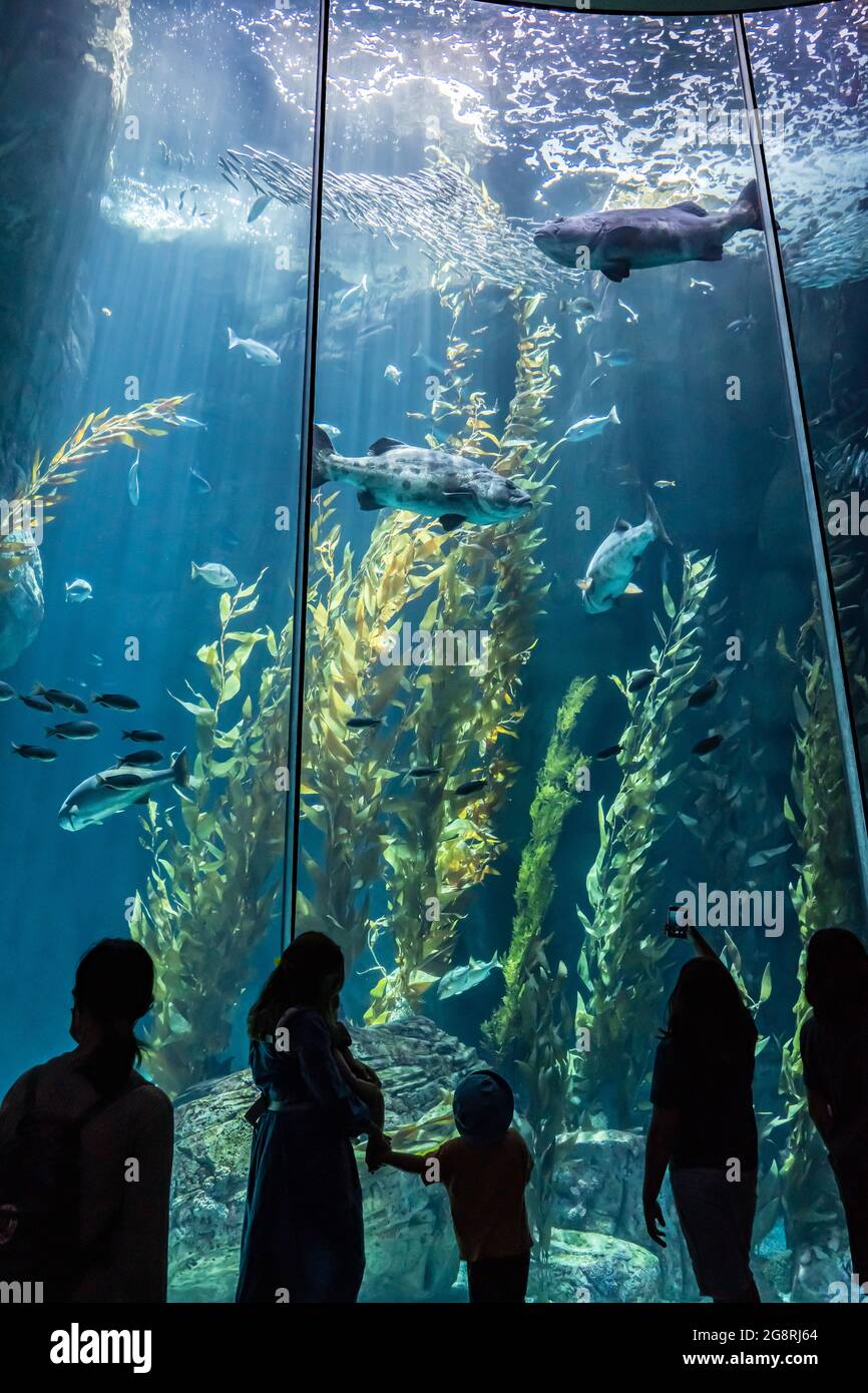 Im Long Beach Aquarium wurde vor einem großen Aquarium mit Fischen und Pflanzen geschilhoutet Stockfoto