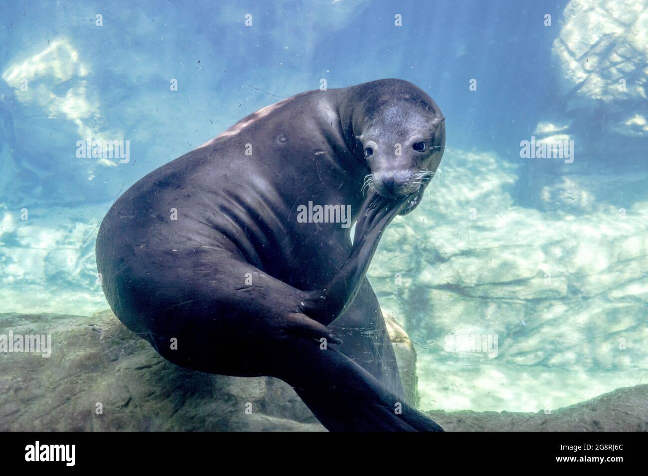 Sea Lion kratzt sich an seinem Fuß bei der Ausstellung im Long Beach Aquarium, CA Stockfoto